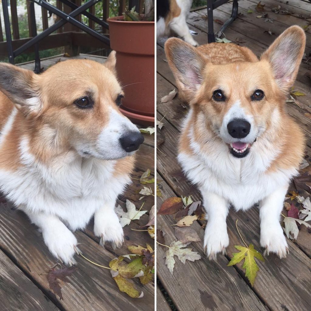 Tiny Legs, Big Heart
