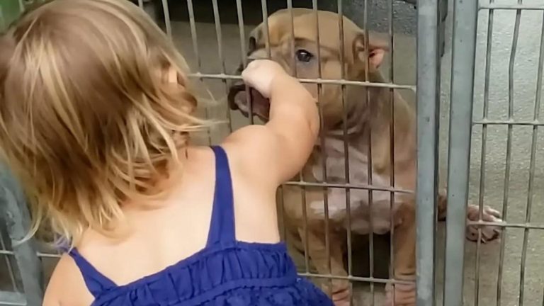little girl petting a senior pitbull