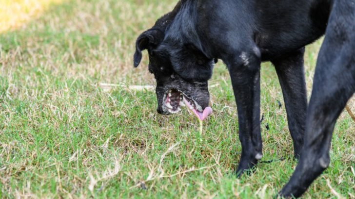 Understanding Canine Parasites And Fighting Against Them