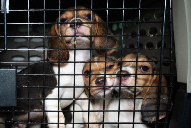beagle dogs