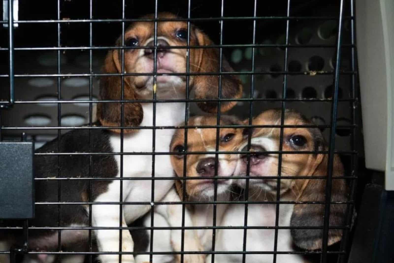beagle dogs