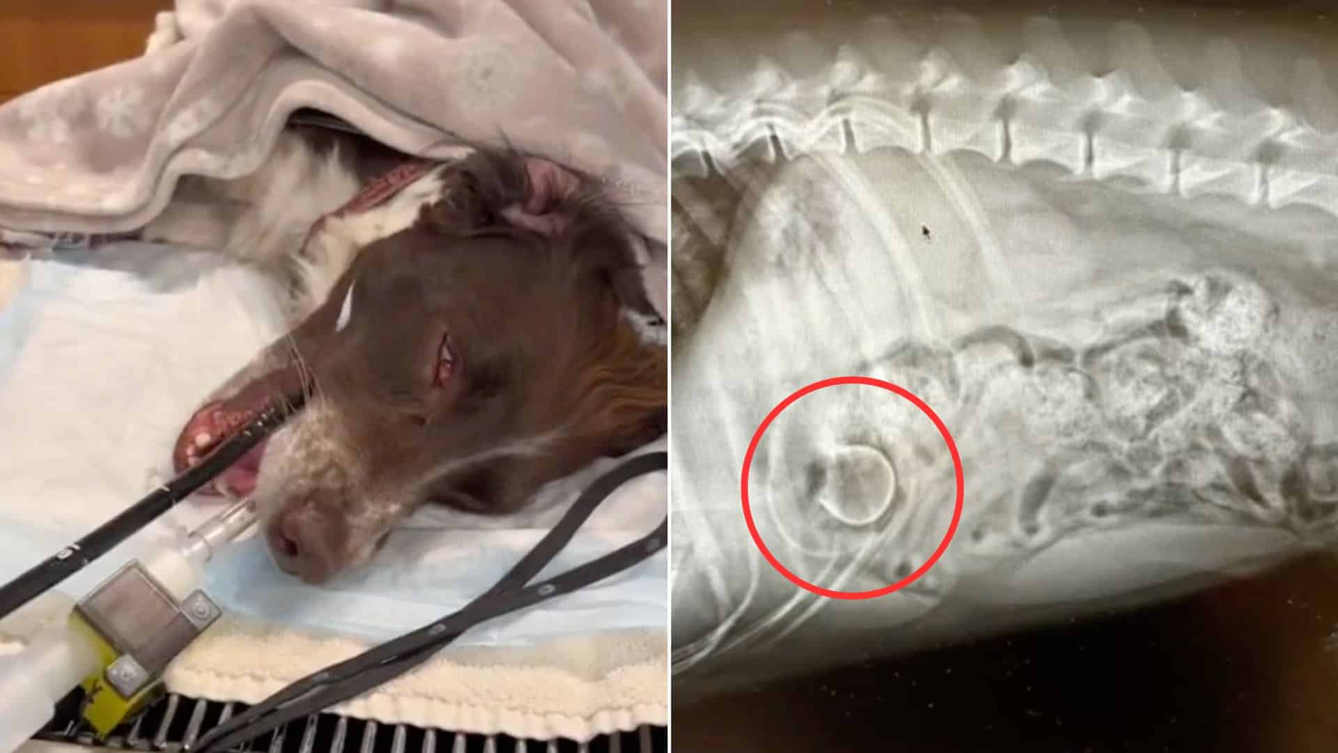 Veterinarians Stunned To Find Out What This Cute Spaniel Dog Swallowed