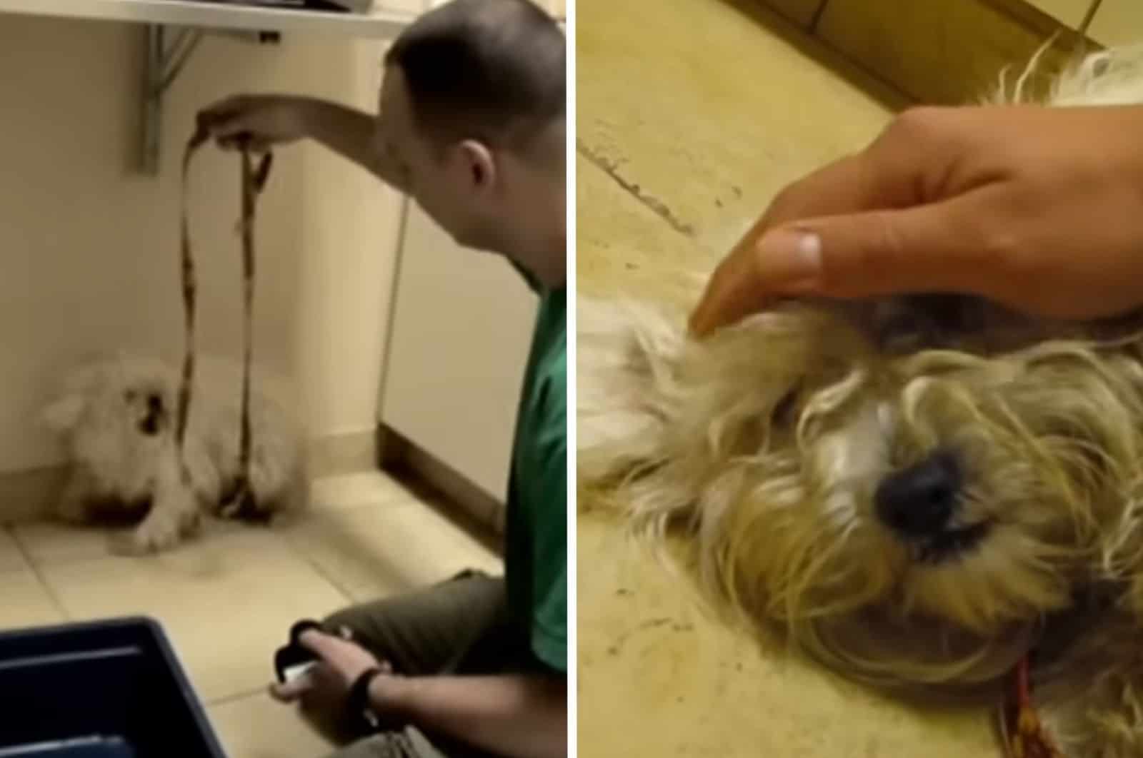 how a dog who was rescued from eternal sleep reacts
