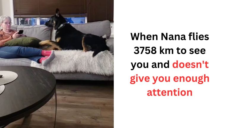 the German shepherd gets the attention of the grandmother
