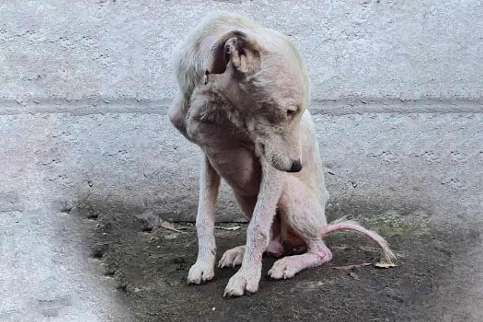 Watch This Hairless Dog’s Unbelievable Transformation Into The Biggest Fluff