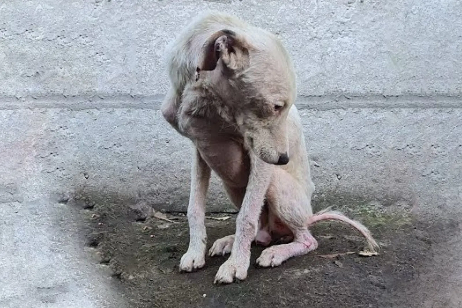 Mira la increíble transformación de este perro sin pelo en la pelusa más grande