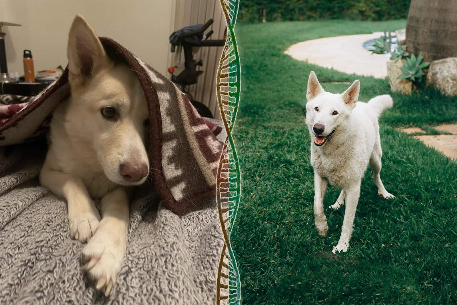 white german shepherd