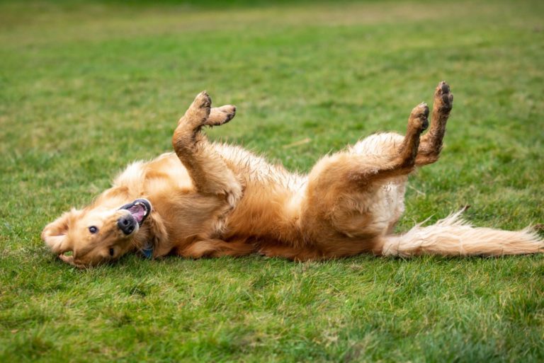the retriever lies on the grass and rolls