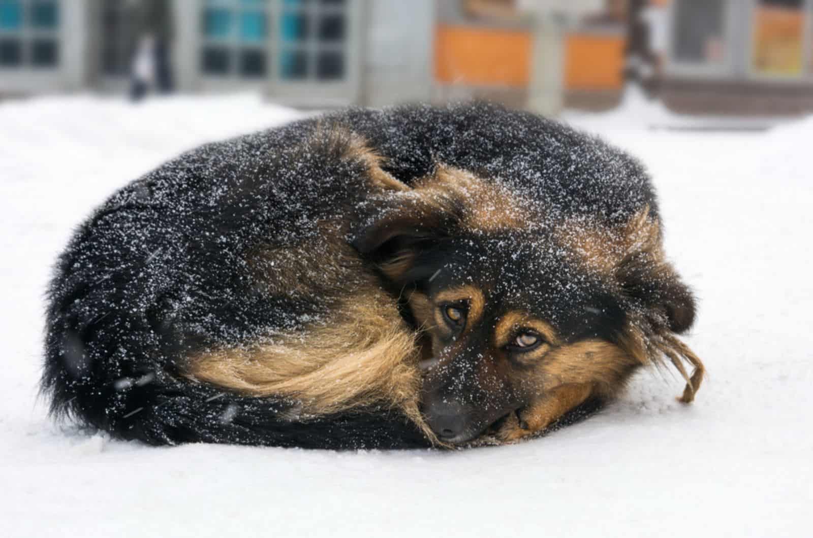 dog freezing on the street while snowing