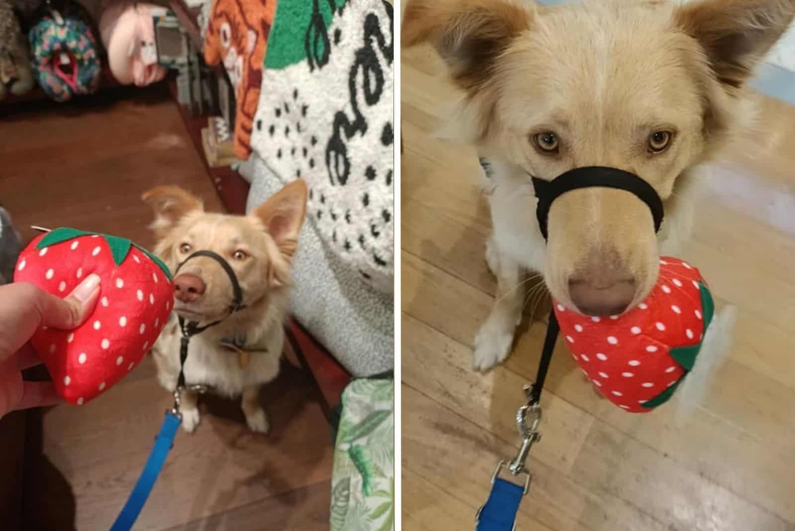 dog gets a surprise after his toy gets discontinued