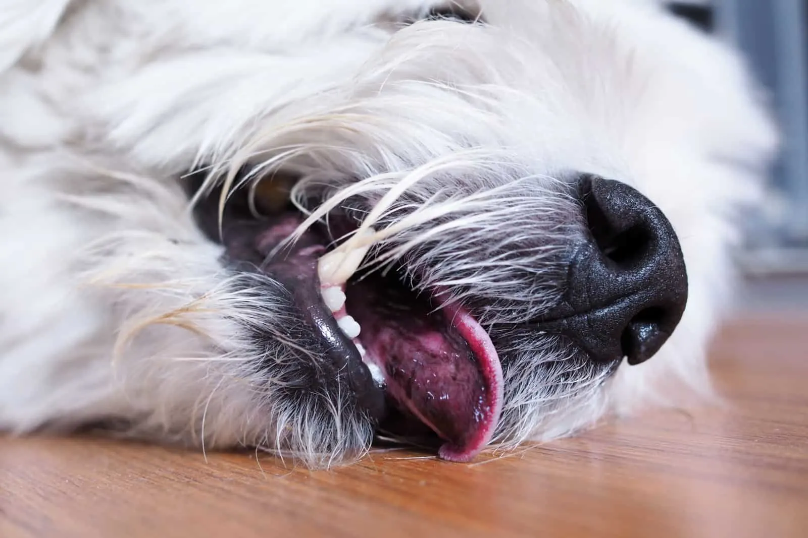 White fur dog Lying on wooden floor and Tongue sticking for cooling