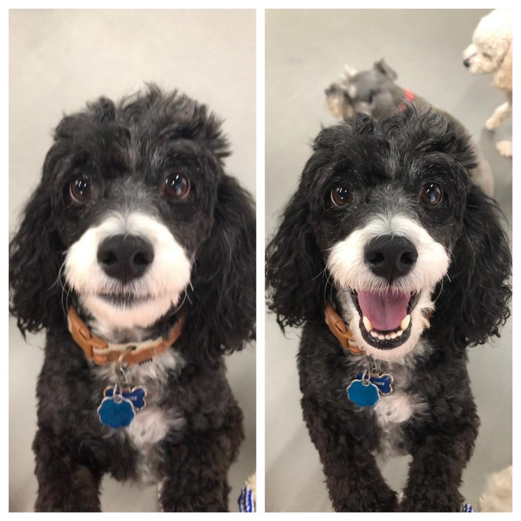 Who’s A Good Boy