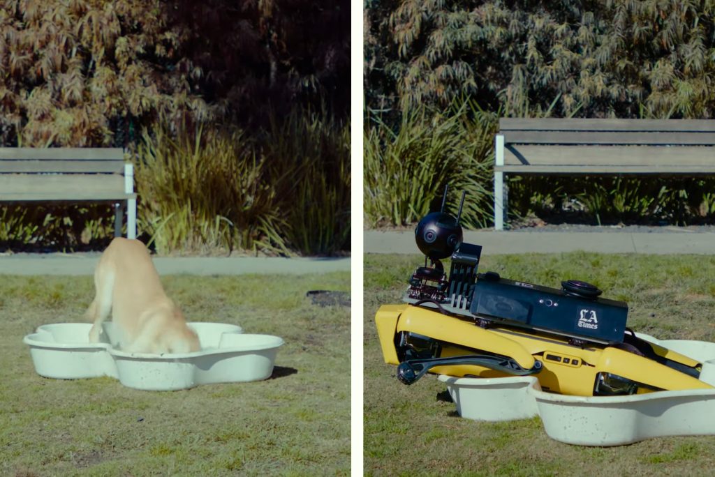 Who’s The Better Water Dog