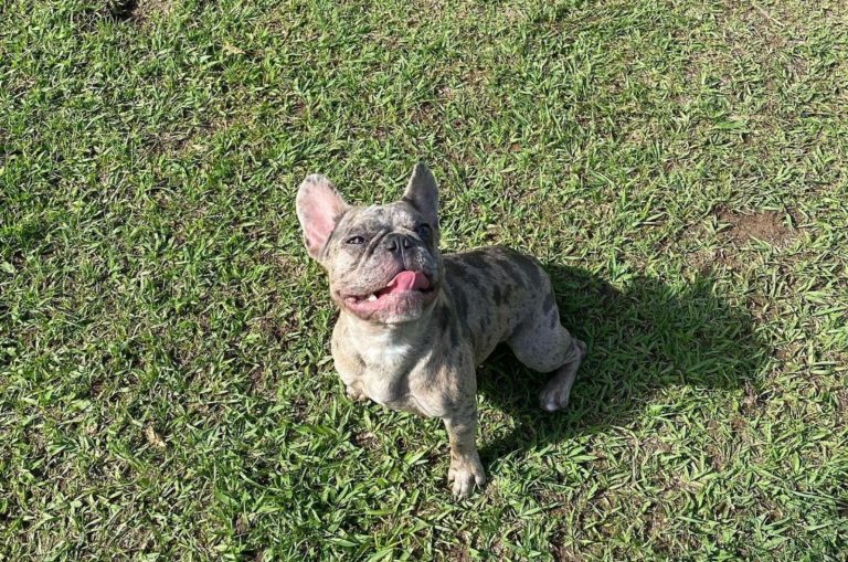 quad french carrier bulldog