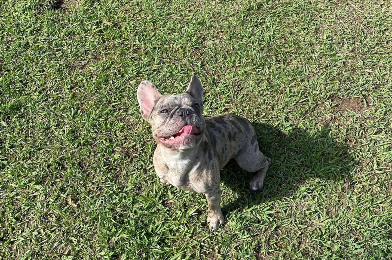 quad french carrier bulldog