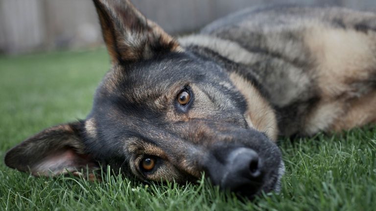 sad gerrman shepherd lying on the ground