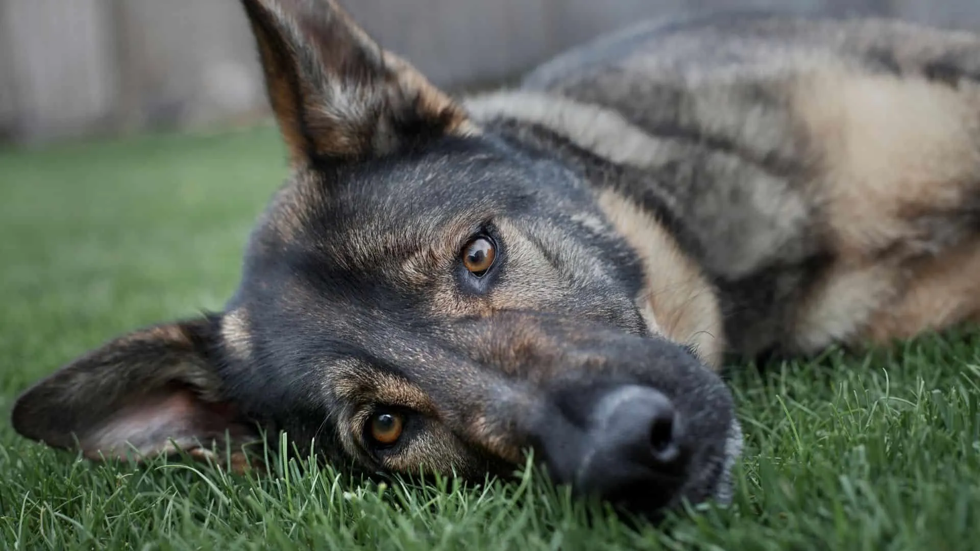 sad gerrman shepherd lying on the ground