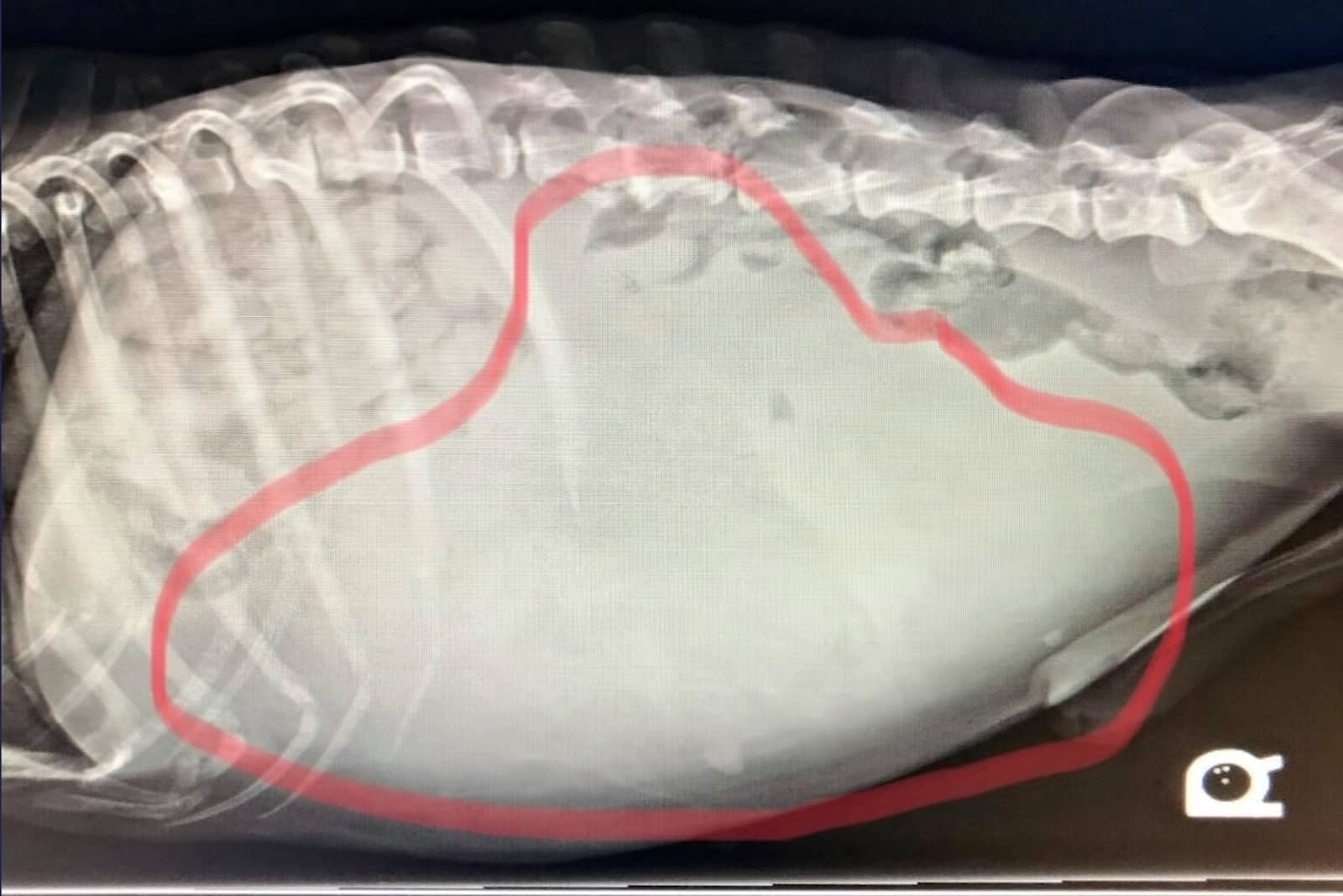 X-ray of the 7-pound tumor Holden was diagnosed with.
