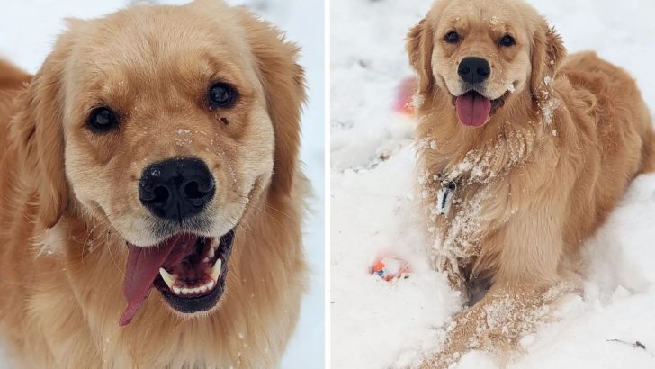 You Can Make Your Dog Happy By Doing These 9 Things
