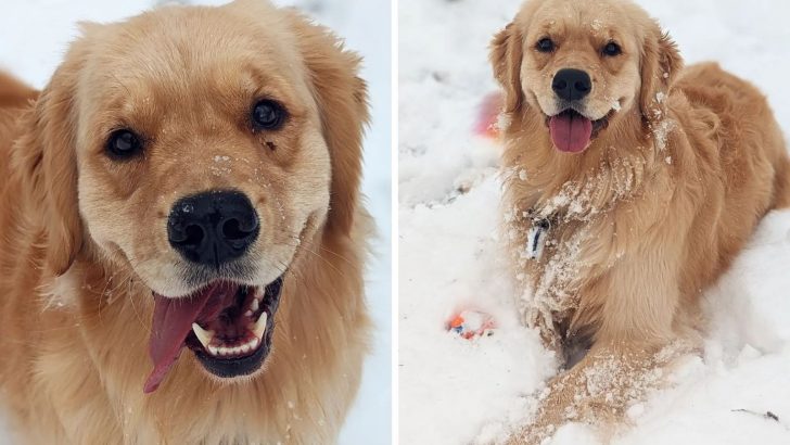 You Can Make Your Dog Happy By Doing These 9 Things