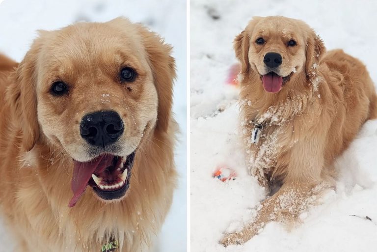 happy golden retriever in snow