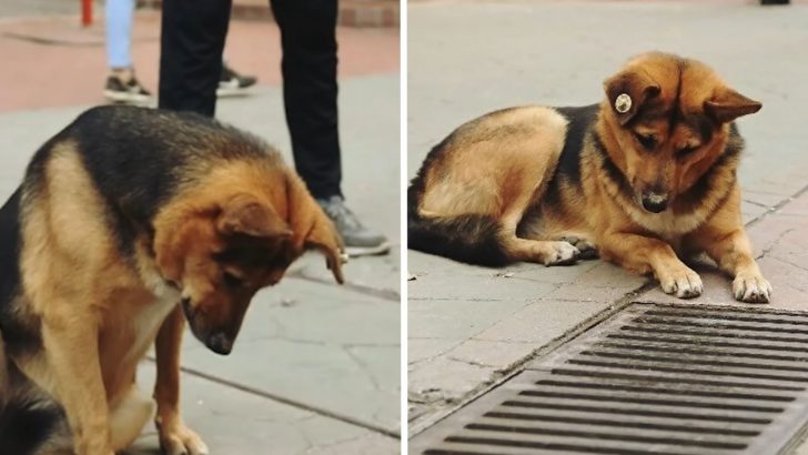 Wait Til You See Why This GSD Was Looking Down The Drain Every Day