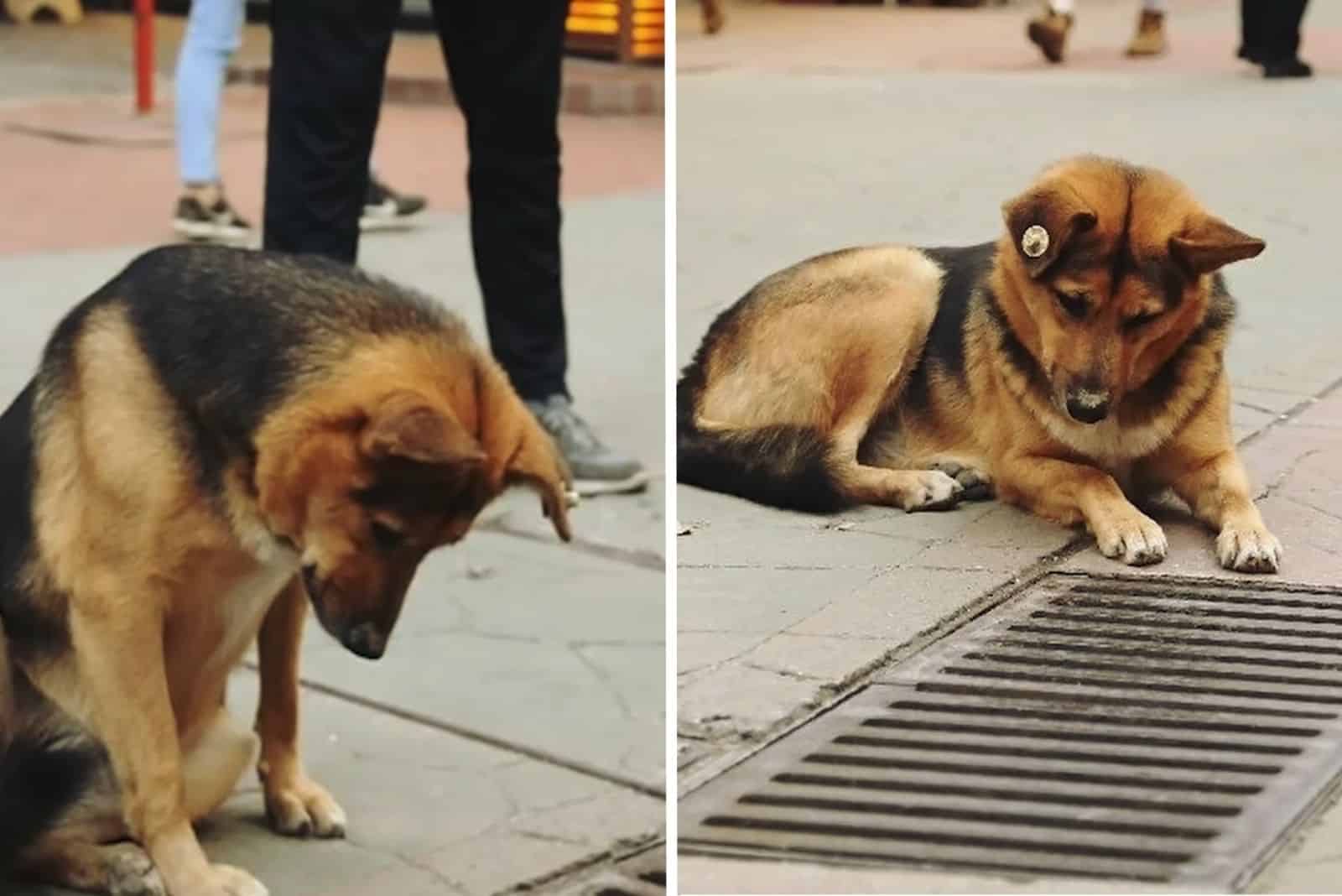the dog sits and looks into the drain