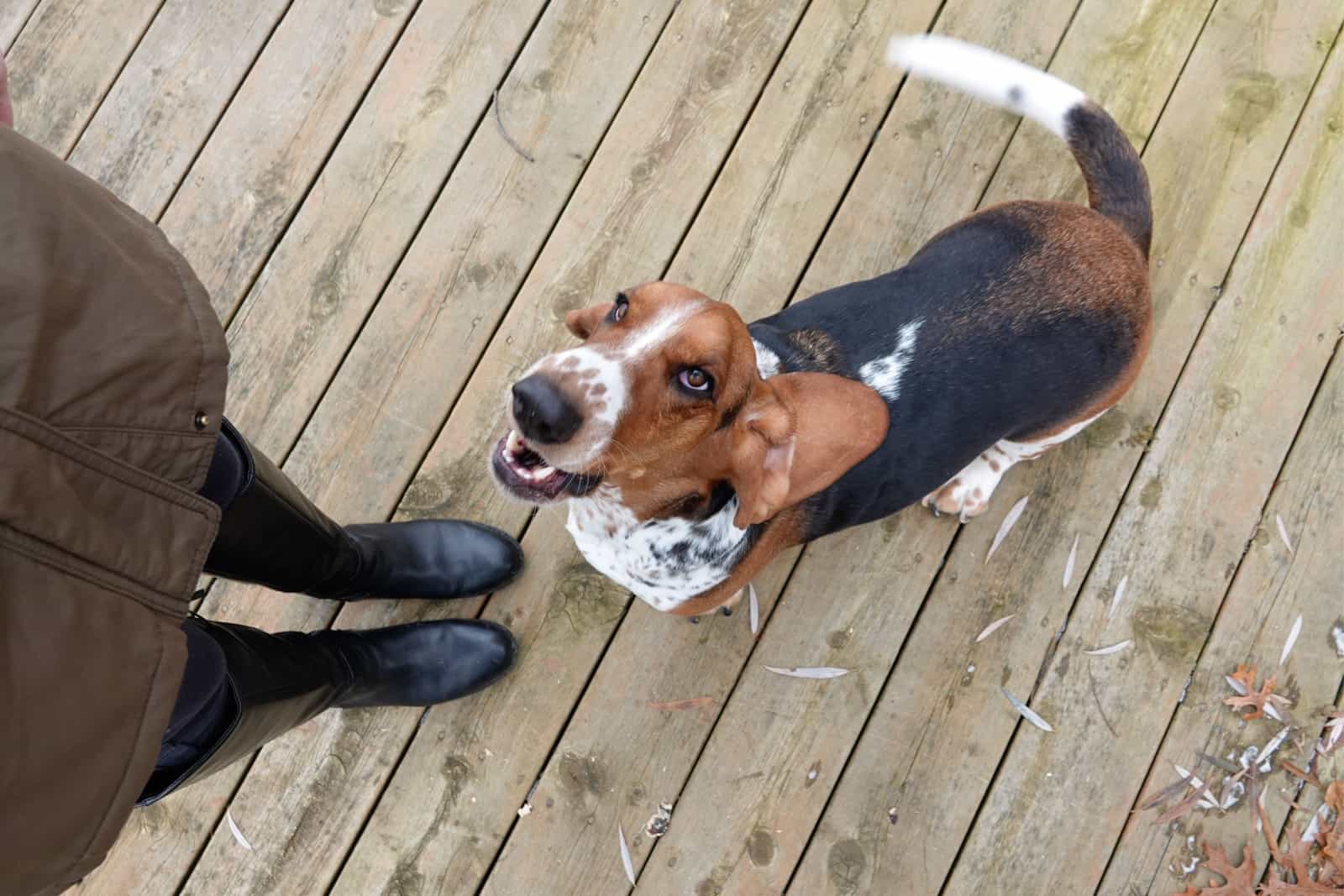 Young woman standing with black boots in photo as her Bassett Hound wagging his tail