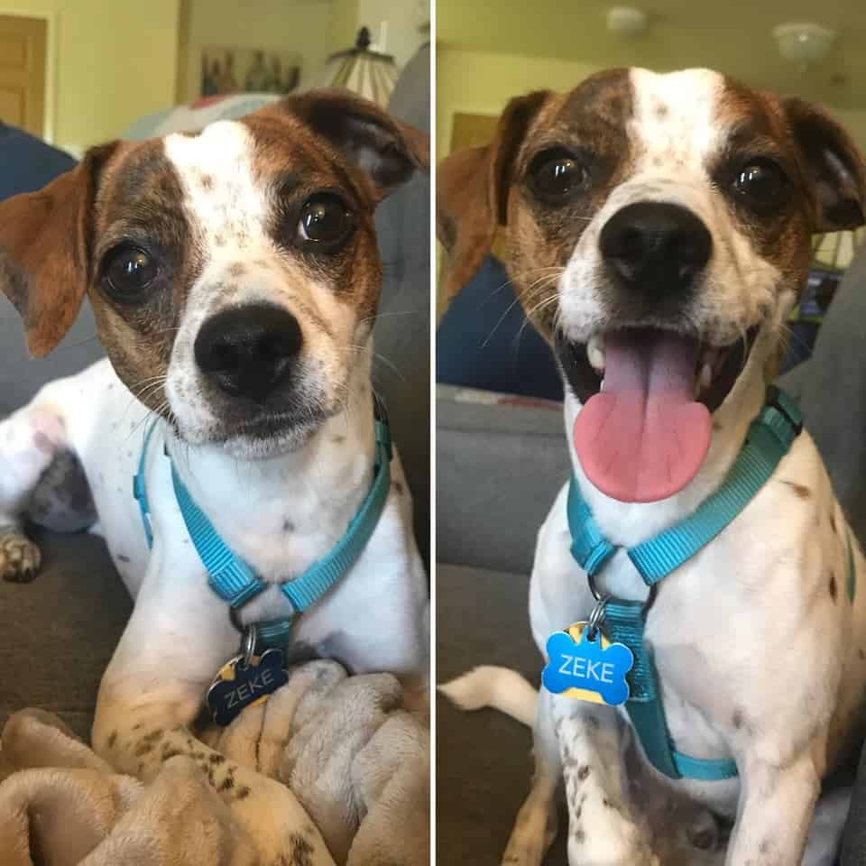 Zeke Is One Happy Boi