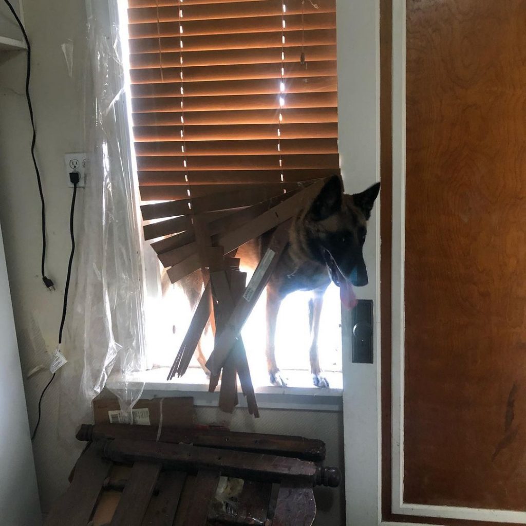 a German shepherd is breaking through the window