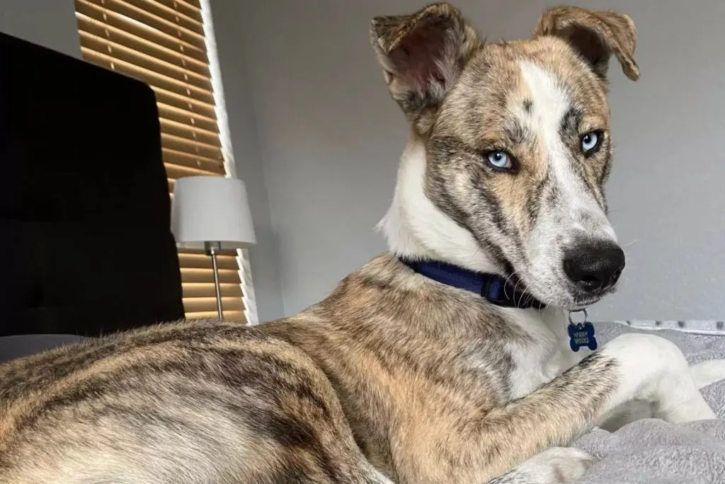 a beautiful dog is lying on the bed