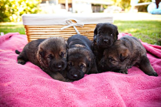 a bunch of german shepherd puppies