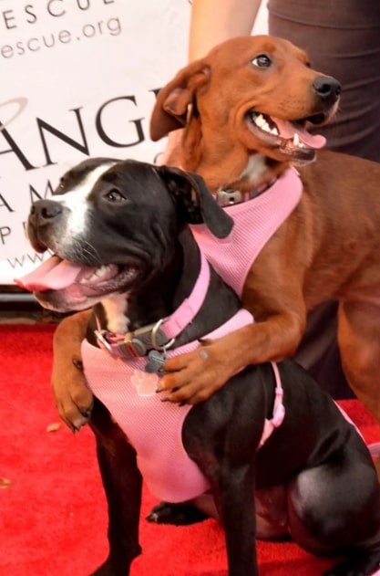 a cute dog hugged a pit bull