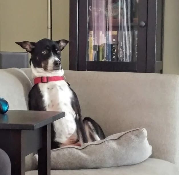 a dead dog is sitting on the couch
