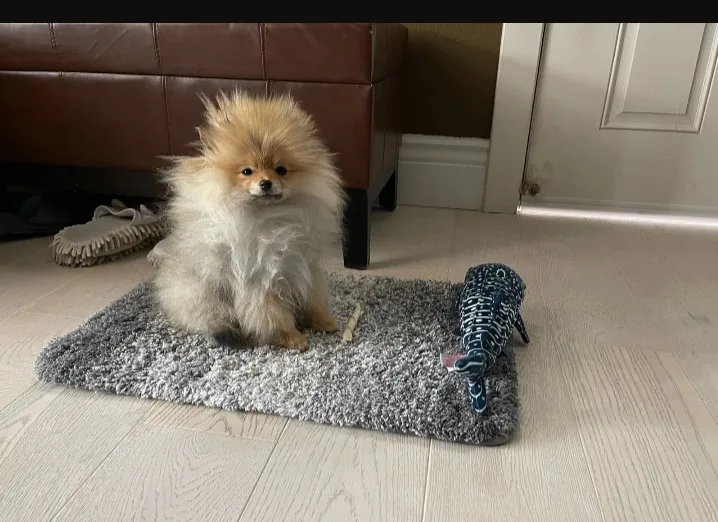 un perro desaliñado se sienta sobre una alfombra