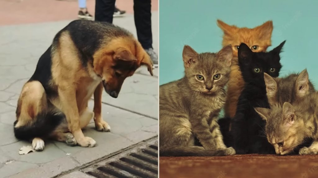 a dog looking down the drain and cute kittens