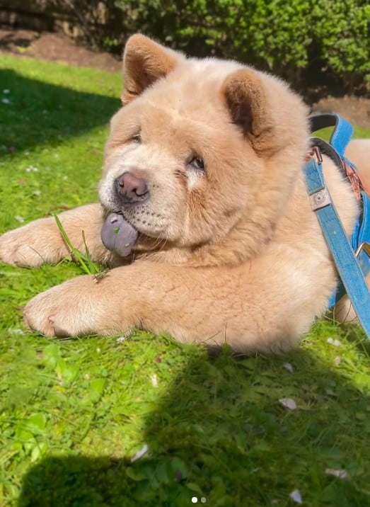 a dog with a blue tongue lies in the grass