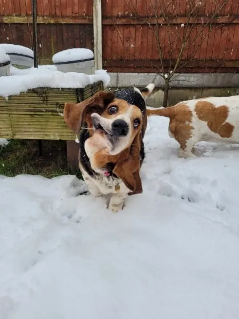 un perro con la cara distorsionada corre por la nieve