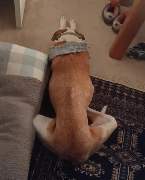 un perro con las patas extendidas hacia adelante está durmiendo