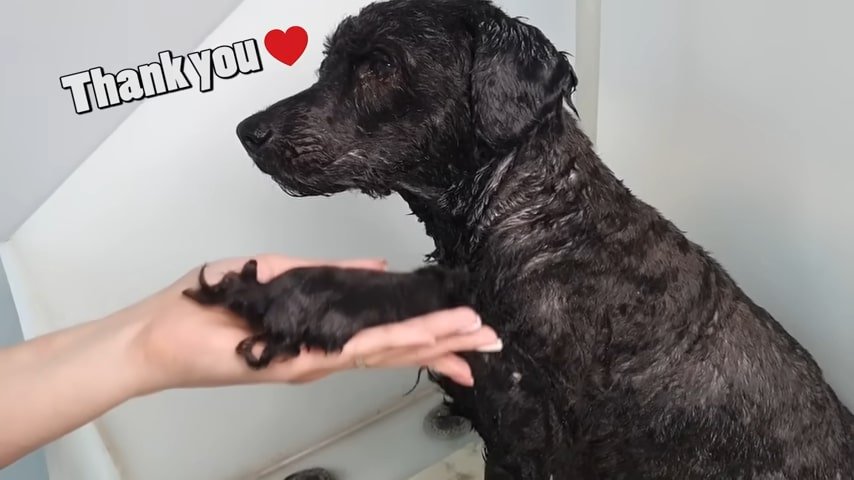 a freshly bathed dog gives its owner a paw