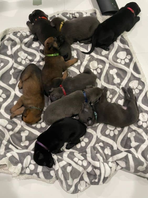 a litter of belgian malinois puppies
