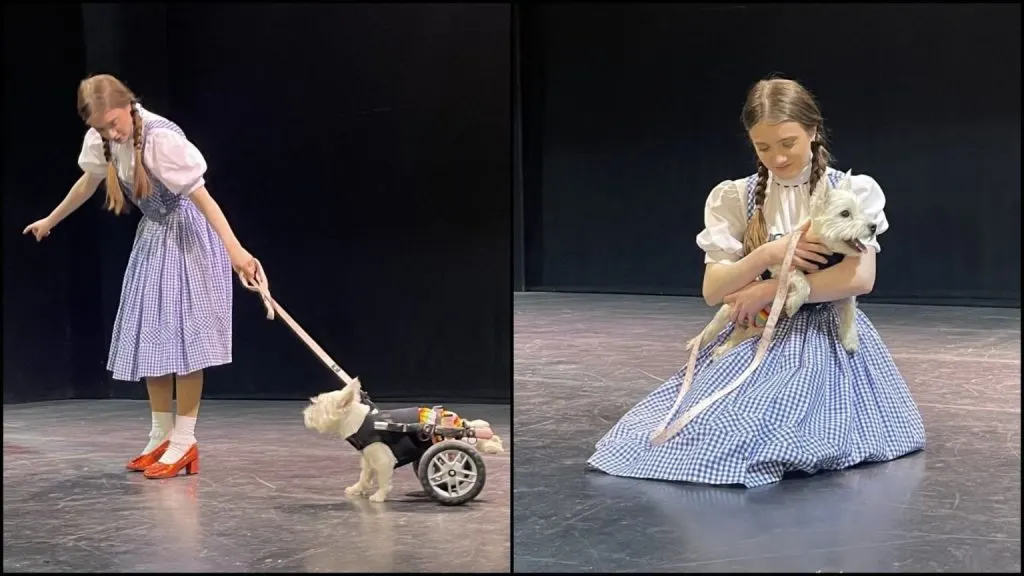 a little girl helps Pumpkin who is in a wheelchair