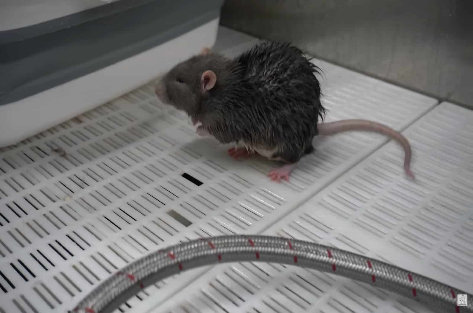 a little rat