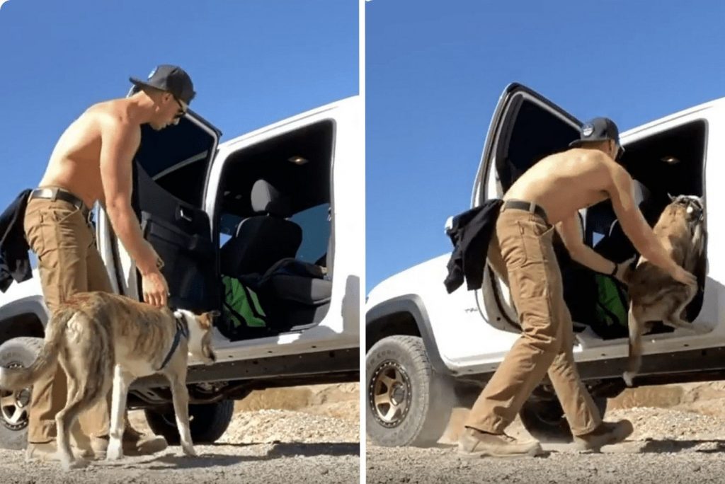 a man helps a dog into a car