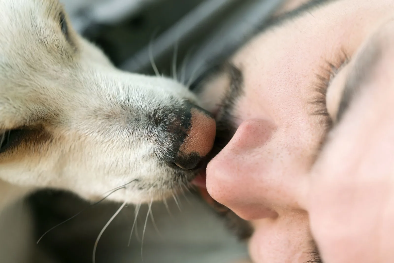 a man kisses his dog