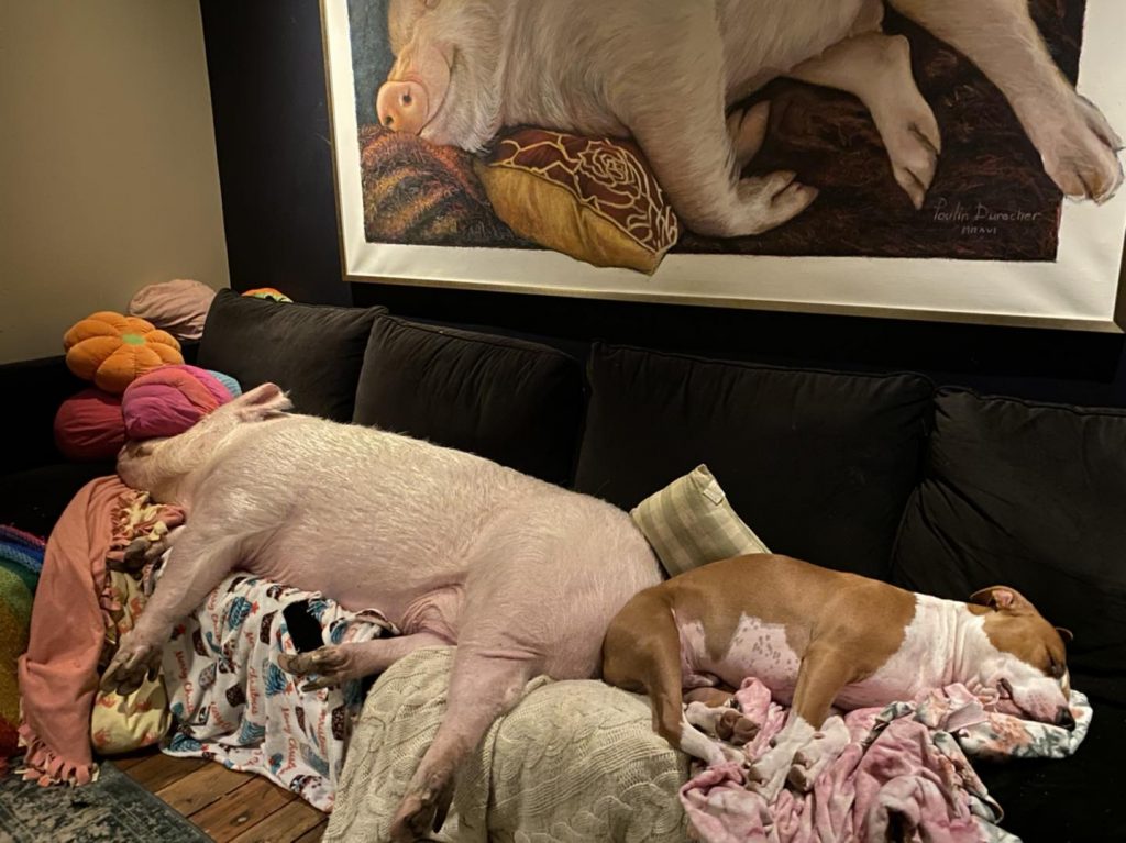 a pig and a dog are sleeping on the couch