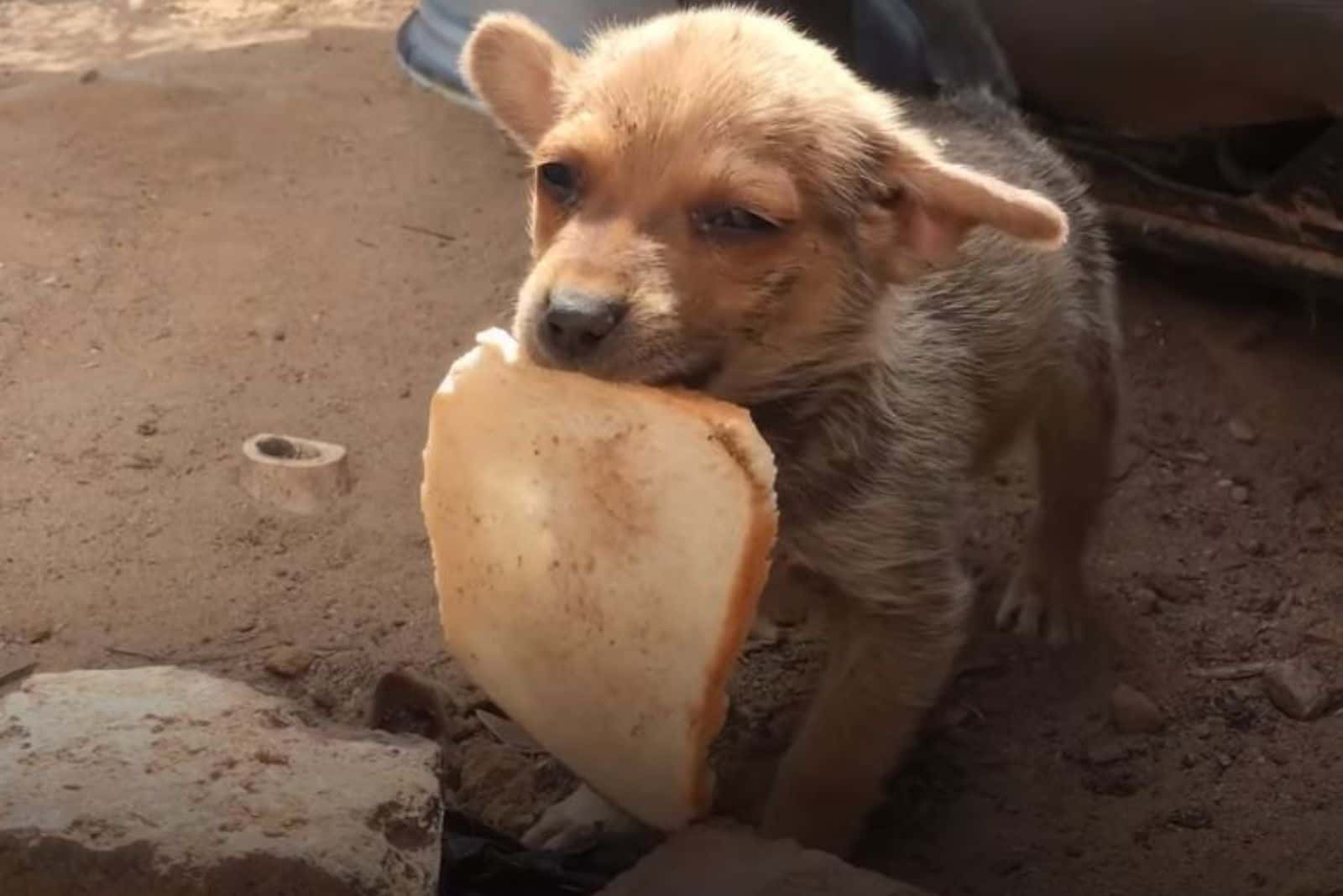 a starving puppy with a crust of bread in its mouth