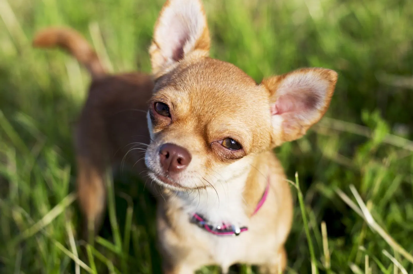 a tiny chihuahua standing in the grass