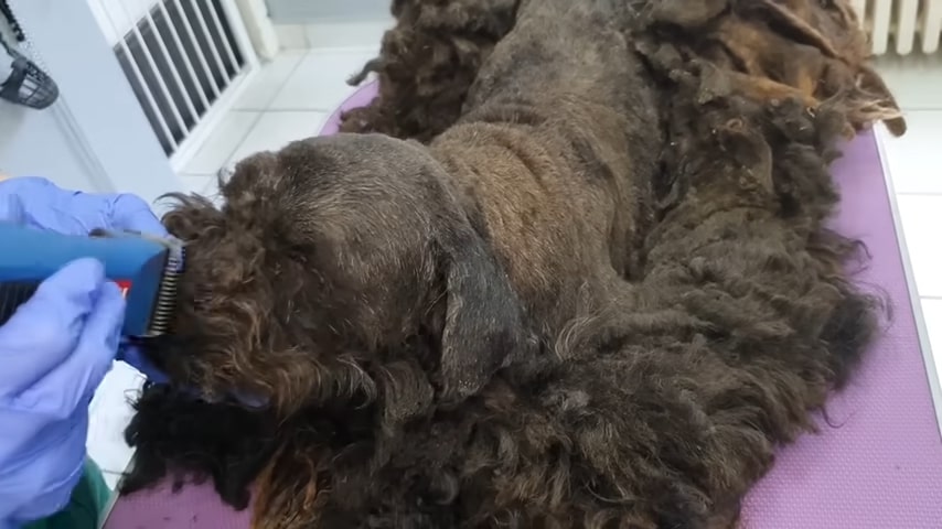 a veterinarian cuts a shaggy dog's hair