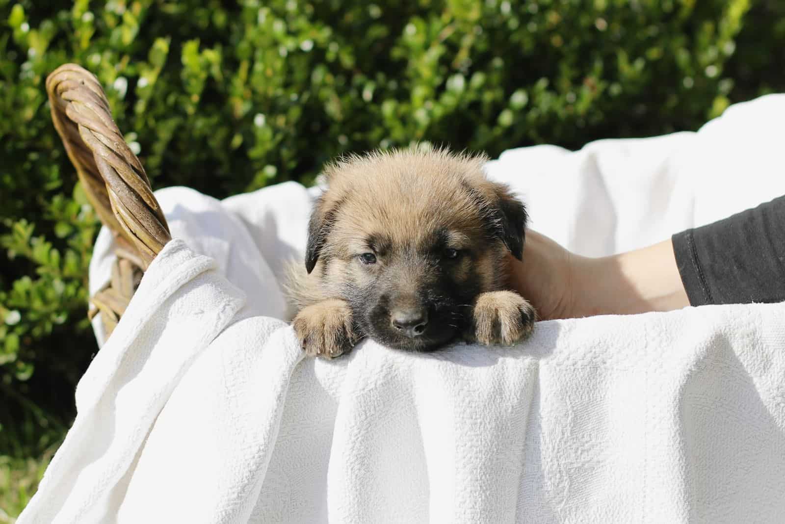 a woman caresses a German shepherd puppy